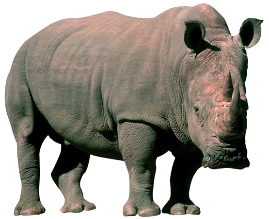 Rinoceronte Que Rinoceronte Hablamos De Literatura Infantil Parliamo Di Letteratura Infantile